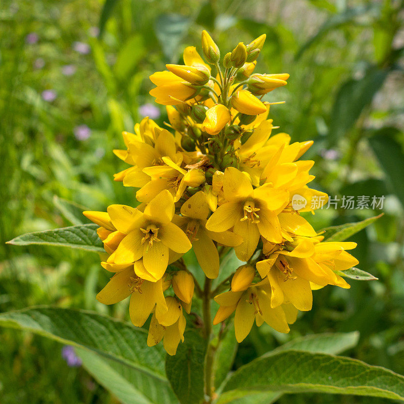 Lysimachia vulgaris -花园松散冲突